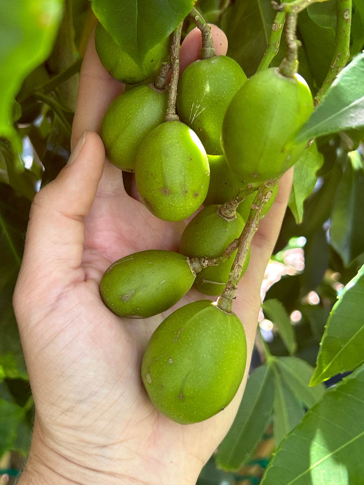 June Plum Tree