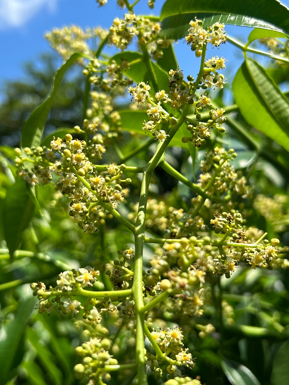 June Plum Tree