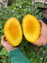 Mango Tree ‘Karen Michelle’