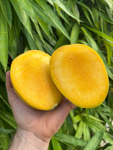 Mango Tree ‘Kathy’