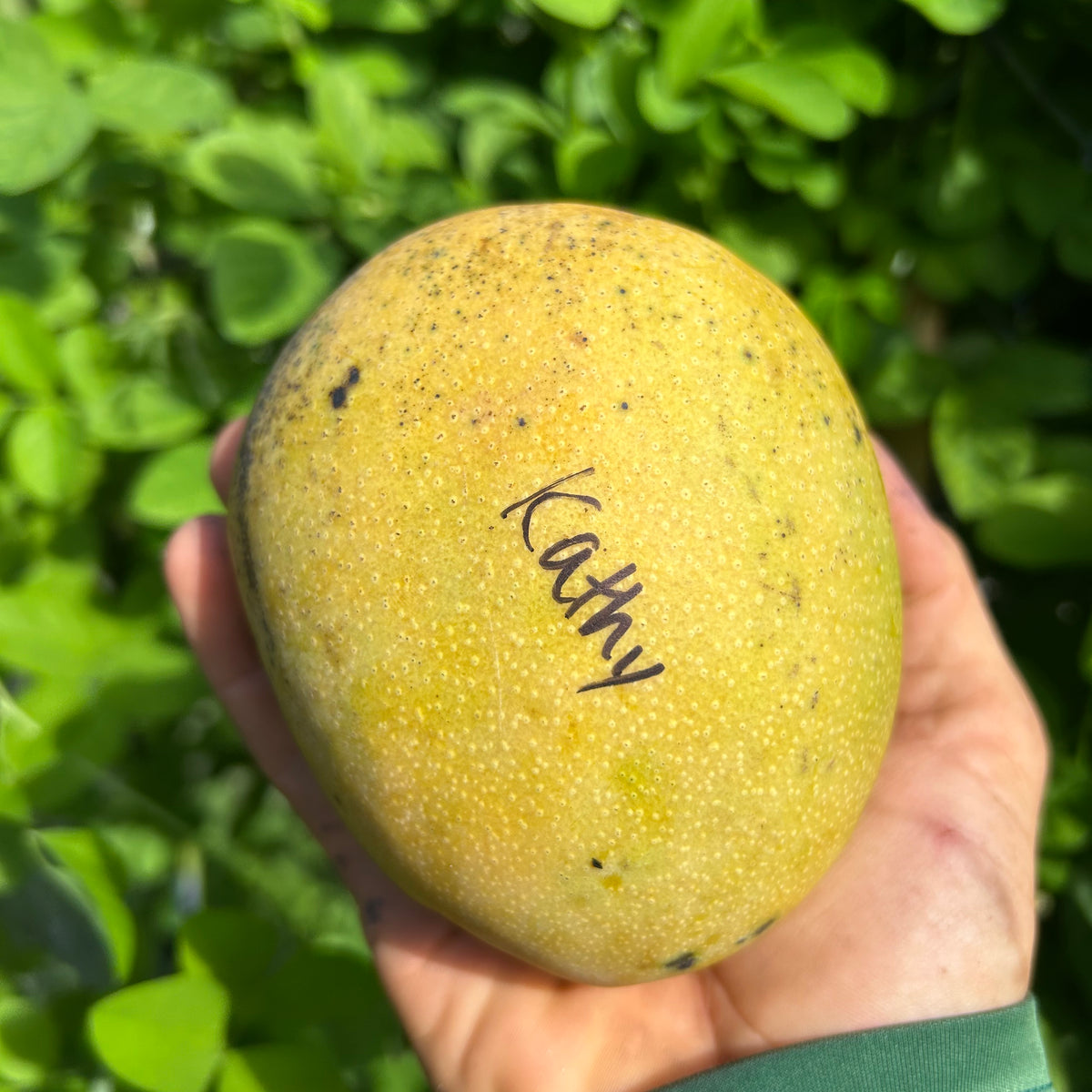 Mango Tree ‘Kathy’ – Incredible Edible Landscapes