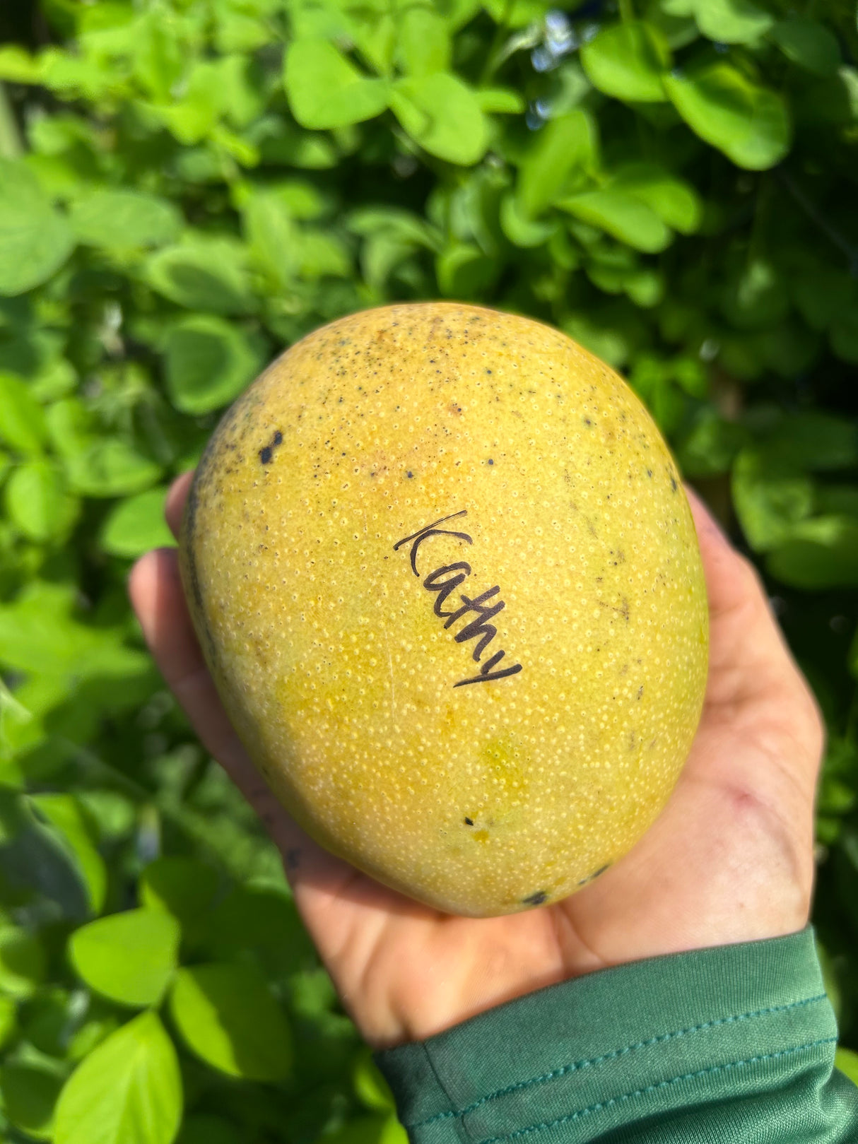 Mango Tree ‘Kathy’