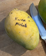 Mango Tree ‘Karen Michelle’