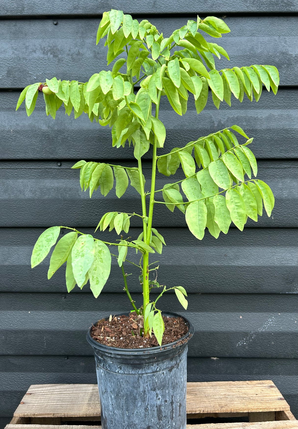 Katuk - Green