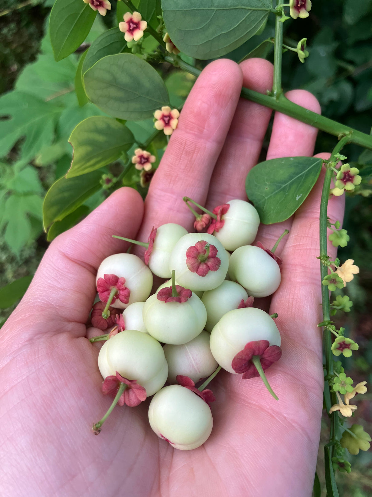 Katuk - Green