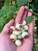 Katuk - Green