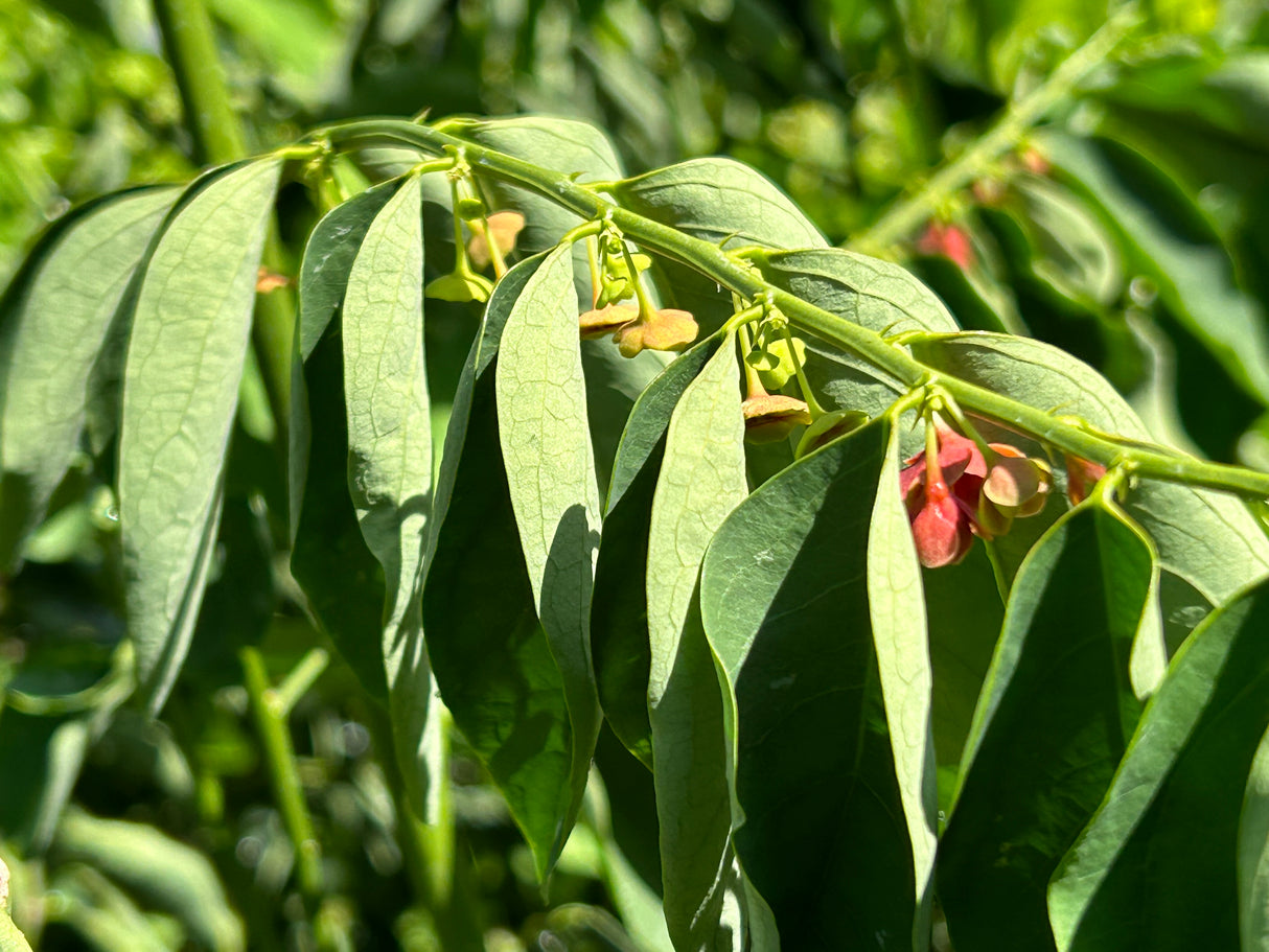 Katuk - Green