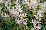 Iboza Plant