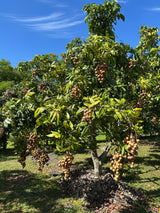 Longan Tree 'Kohala'