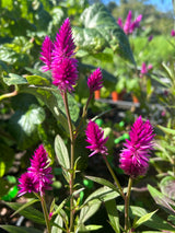 Lagos Spinach Plant