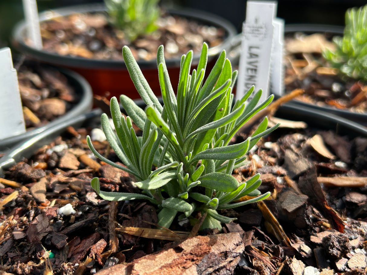 Annual Herb Plant - 6 inch pot
