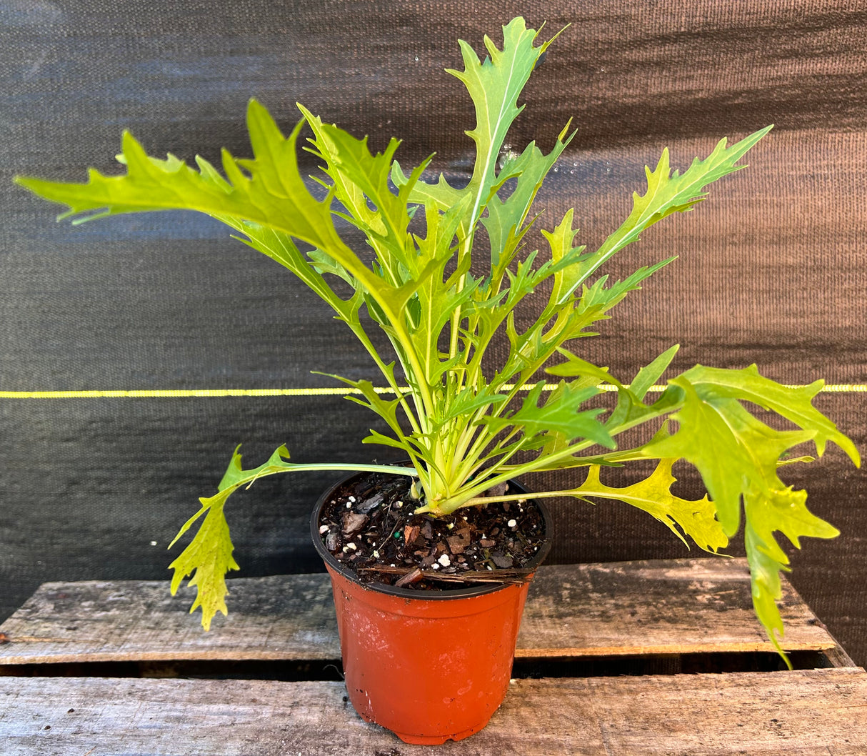 Leafy Greens - 4 inch pot