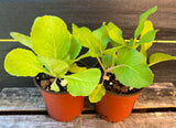 Leafy Greens - 4 inch pot