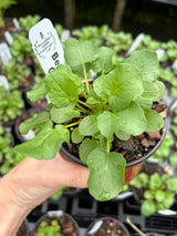 Leafy Greens - 4 inch pot