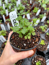 Leafy Greens - 4 inch pot