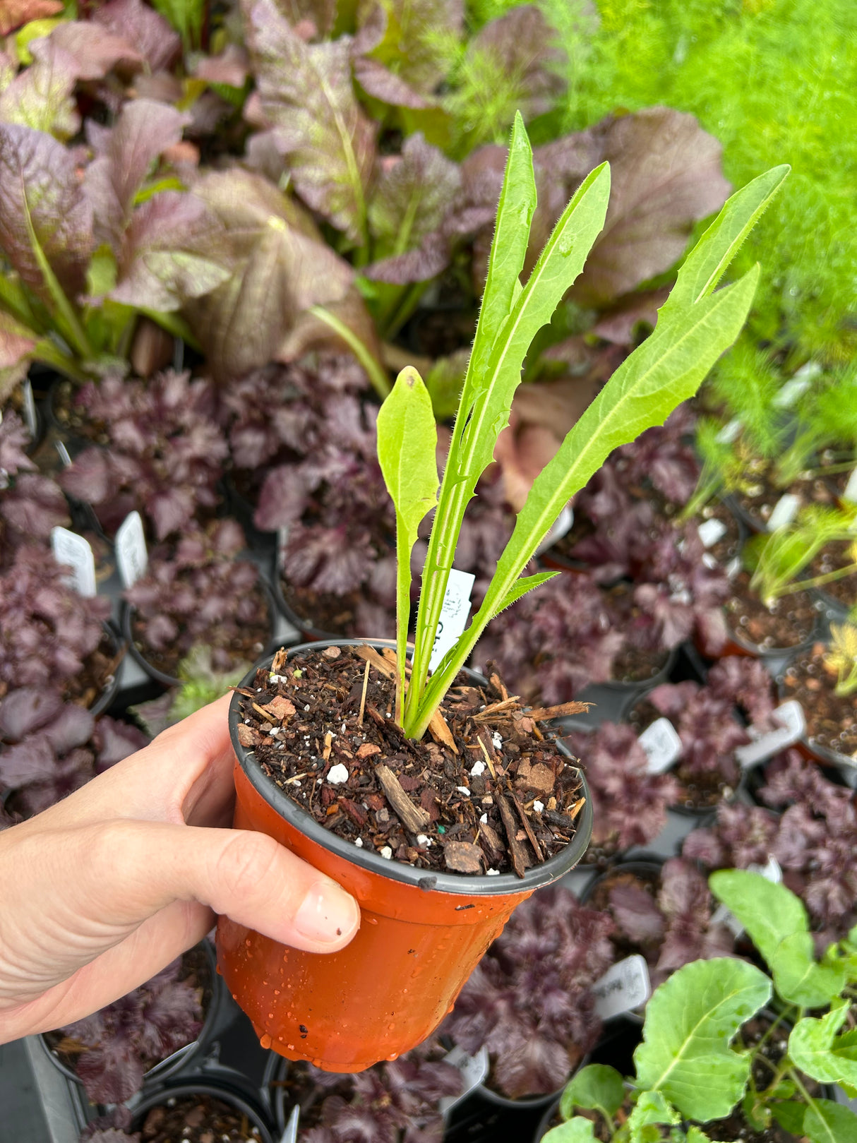 Leafy Greens - 4 inch pot