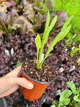 Leafy Greens - 4 inch pot