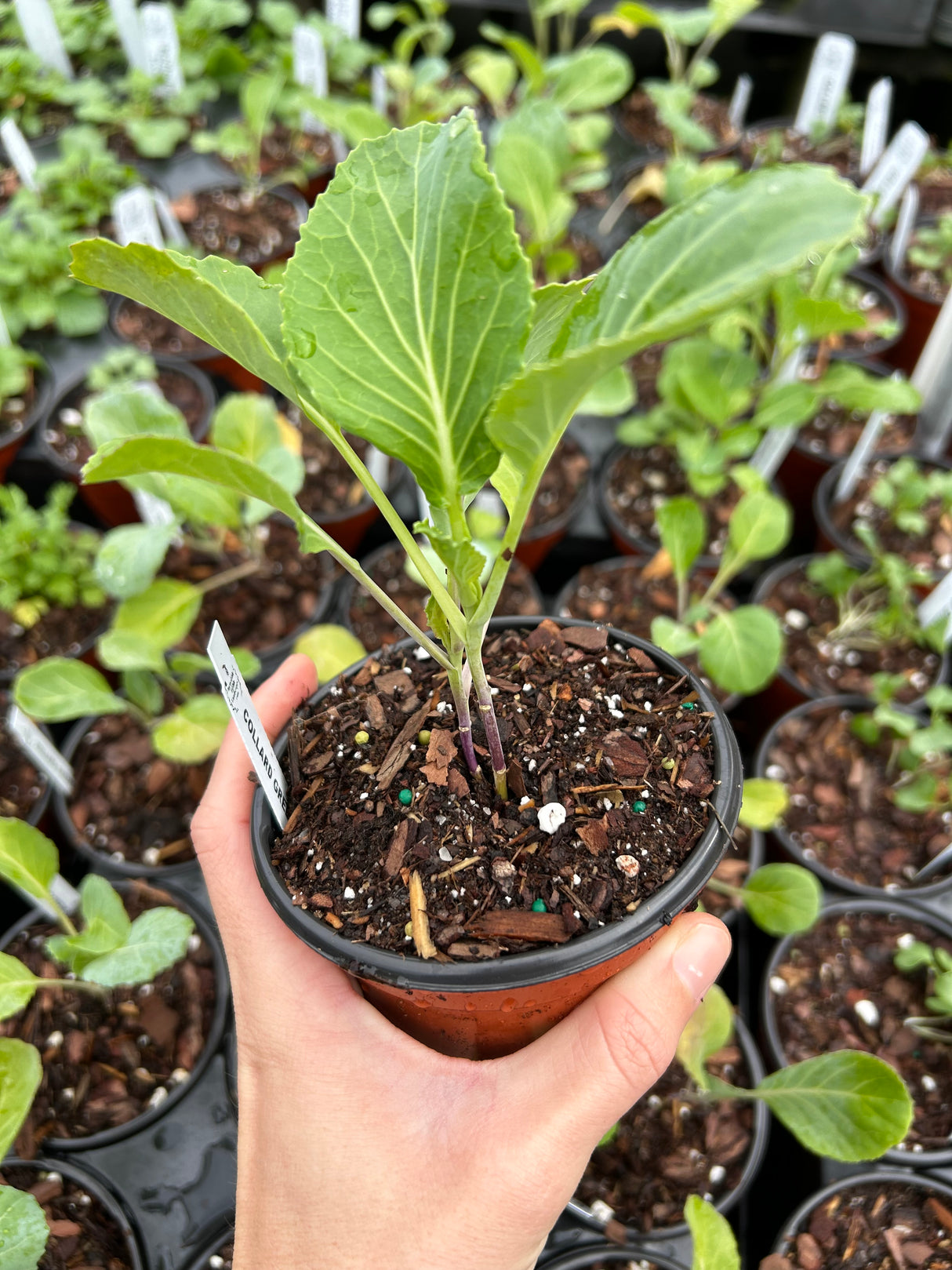 Leafy Greens - 4 inch pot