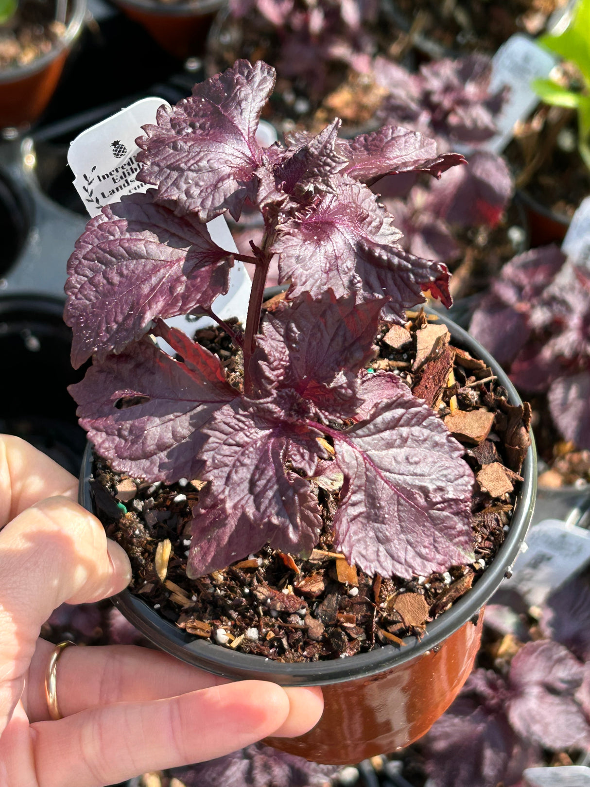 Leafy Greens - 4 inch pot