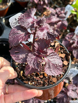 Leafy Greens - 4 inch pot