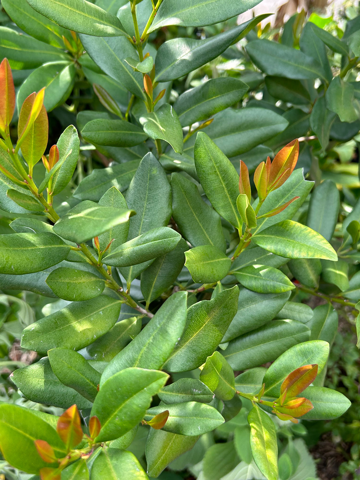 Lemon Bay Rum Tree