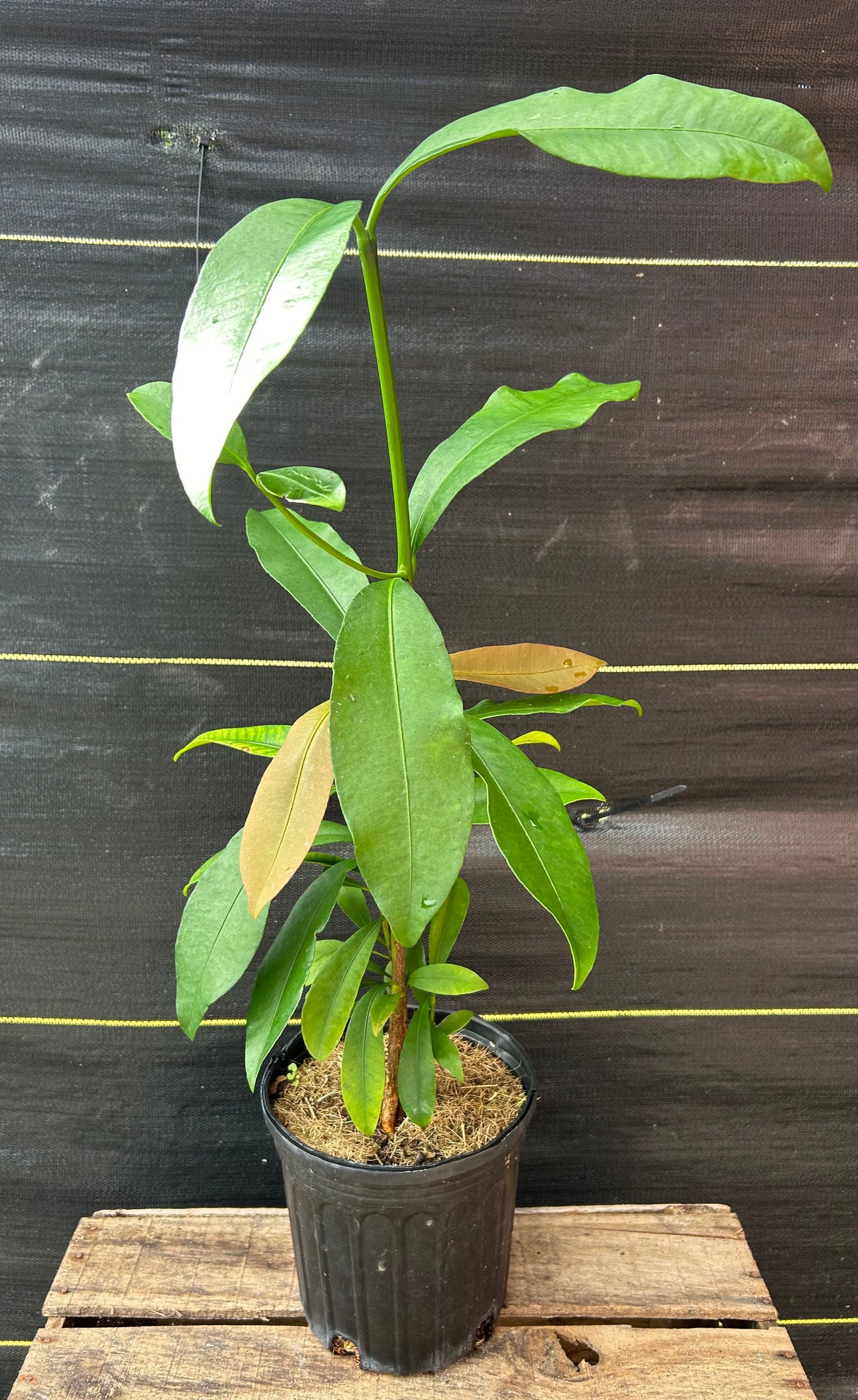 Lemondrop Mangosteen Tree