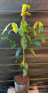 Lemondrop Mangosteen Tree