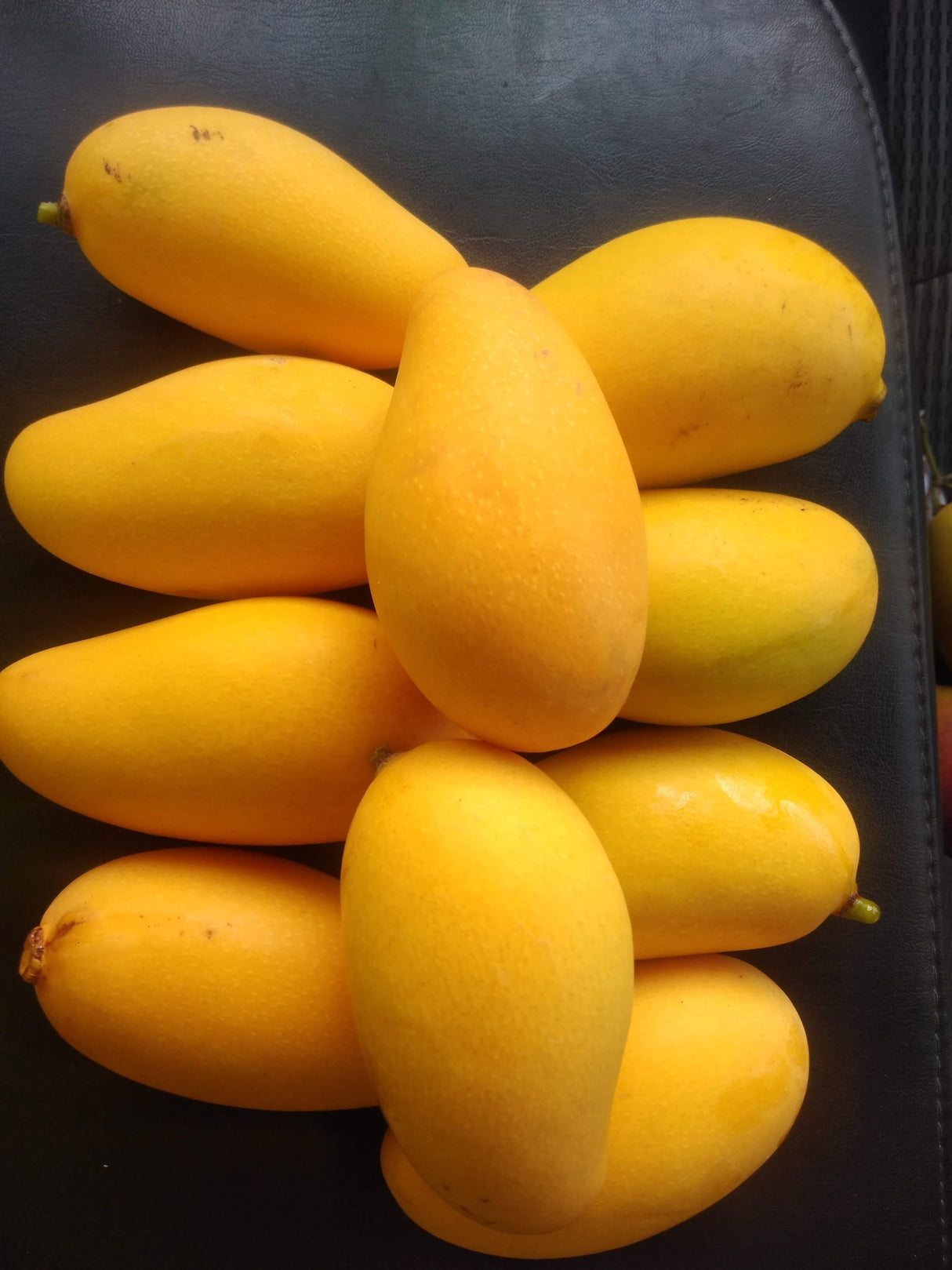 Mango Tree ‘Lemon Meringue’ or ‘Po Pyu Kalay’