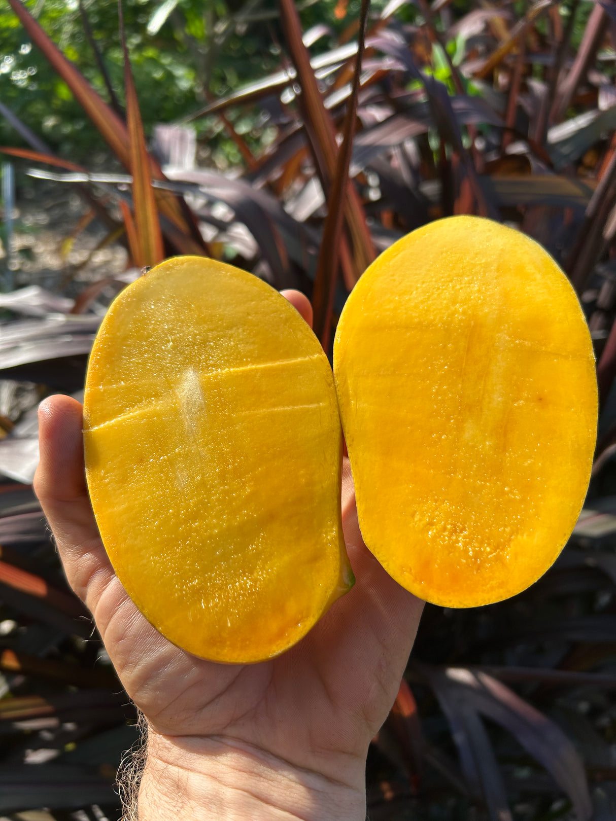 Mango Tree ‘Lemon Zest’