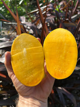 Mango Tree ‘Lemon Zest’