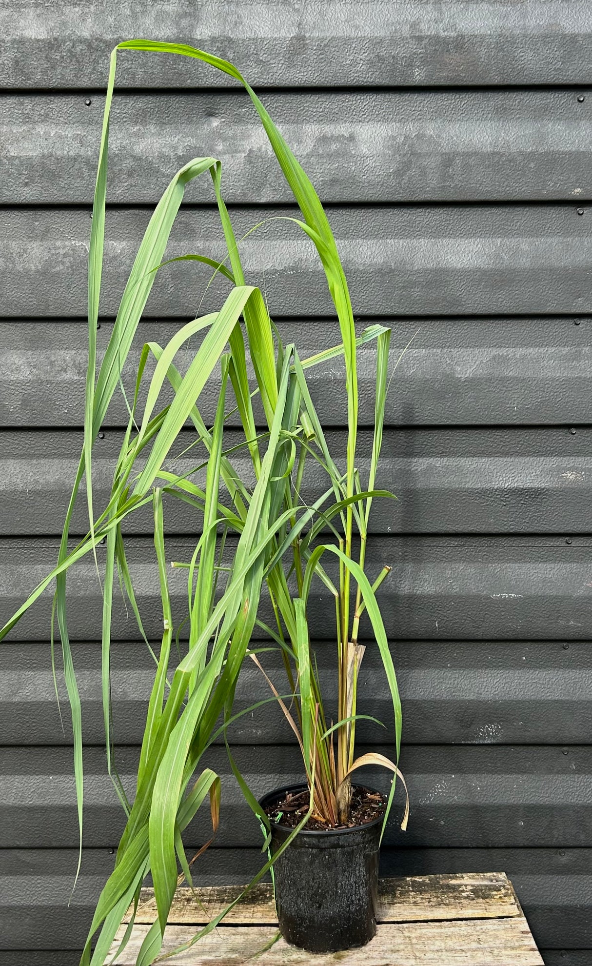 Lemongrass Plant