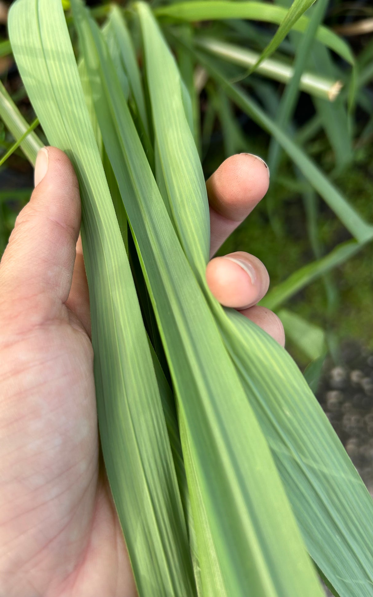 Lemongrass Plant