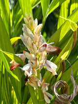 Galangal Plant ‘Lesser’