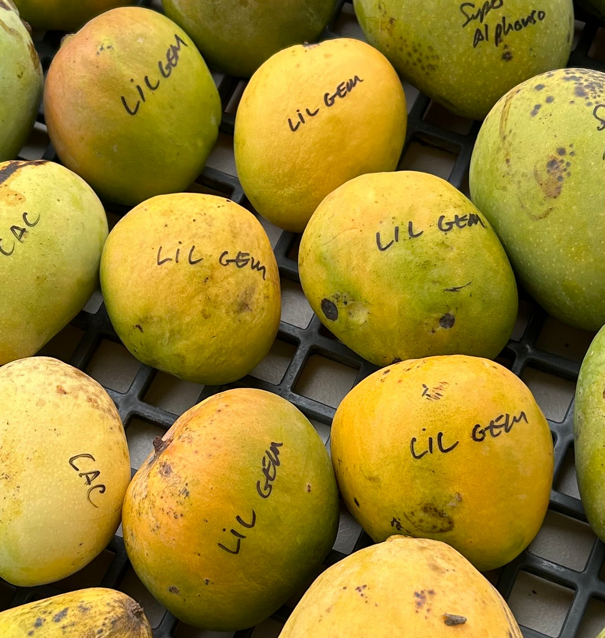 Mango Tree ‘Lil Gem’