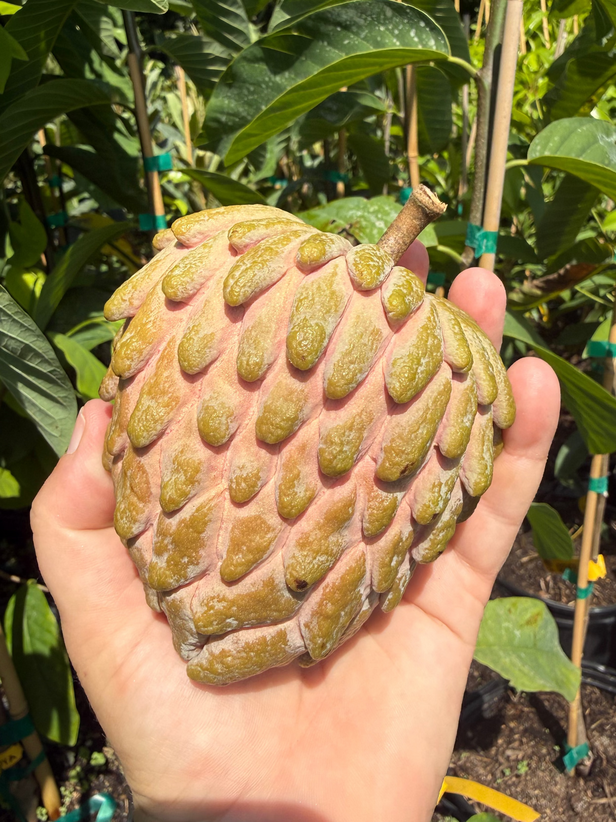 Atemoya Tree 'Lisa'
