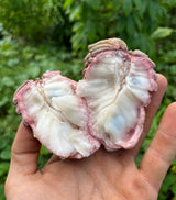 Atemoya Tree 'Lisa'