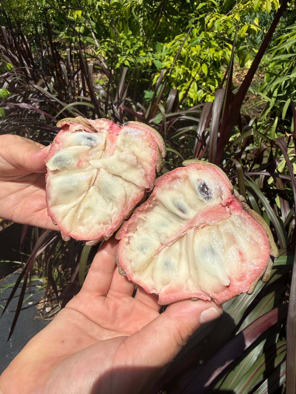 Atemoya Tree 'Lisa'