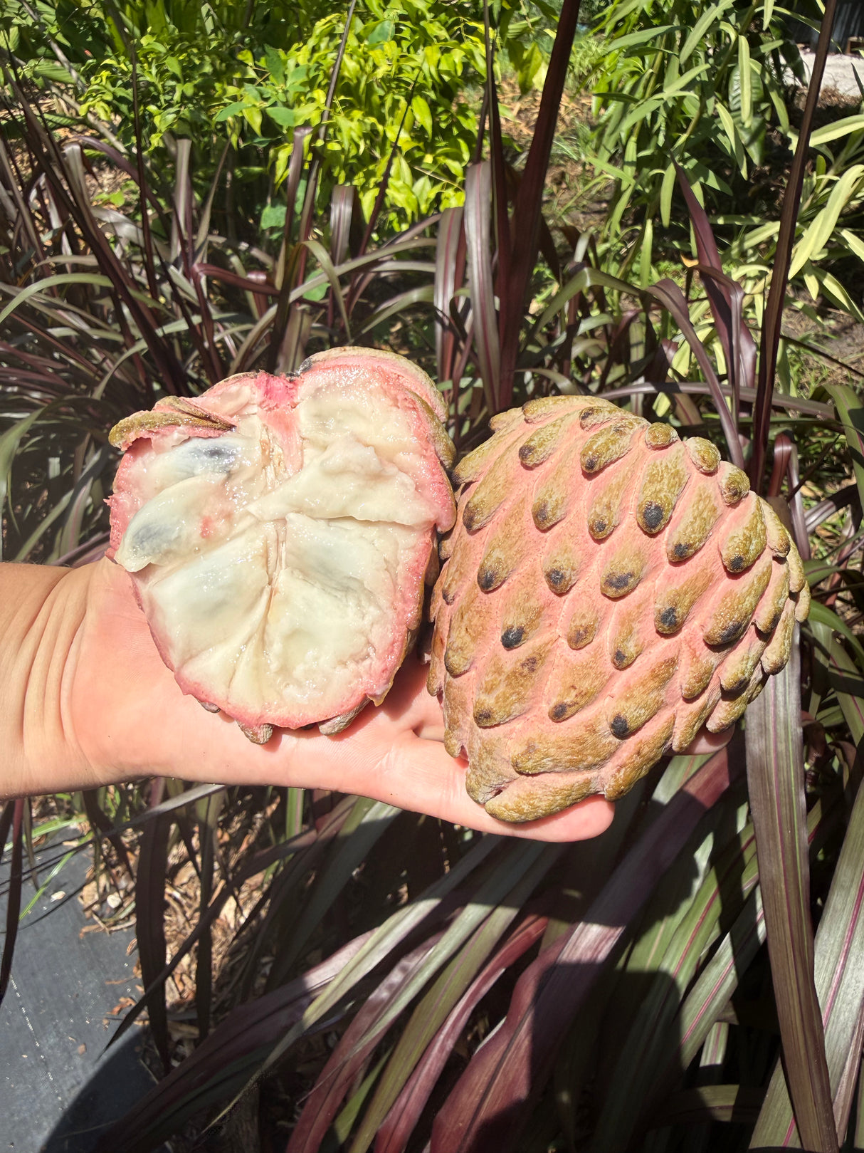 Atemoya Tree 'Lisa'