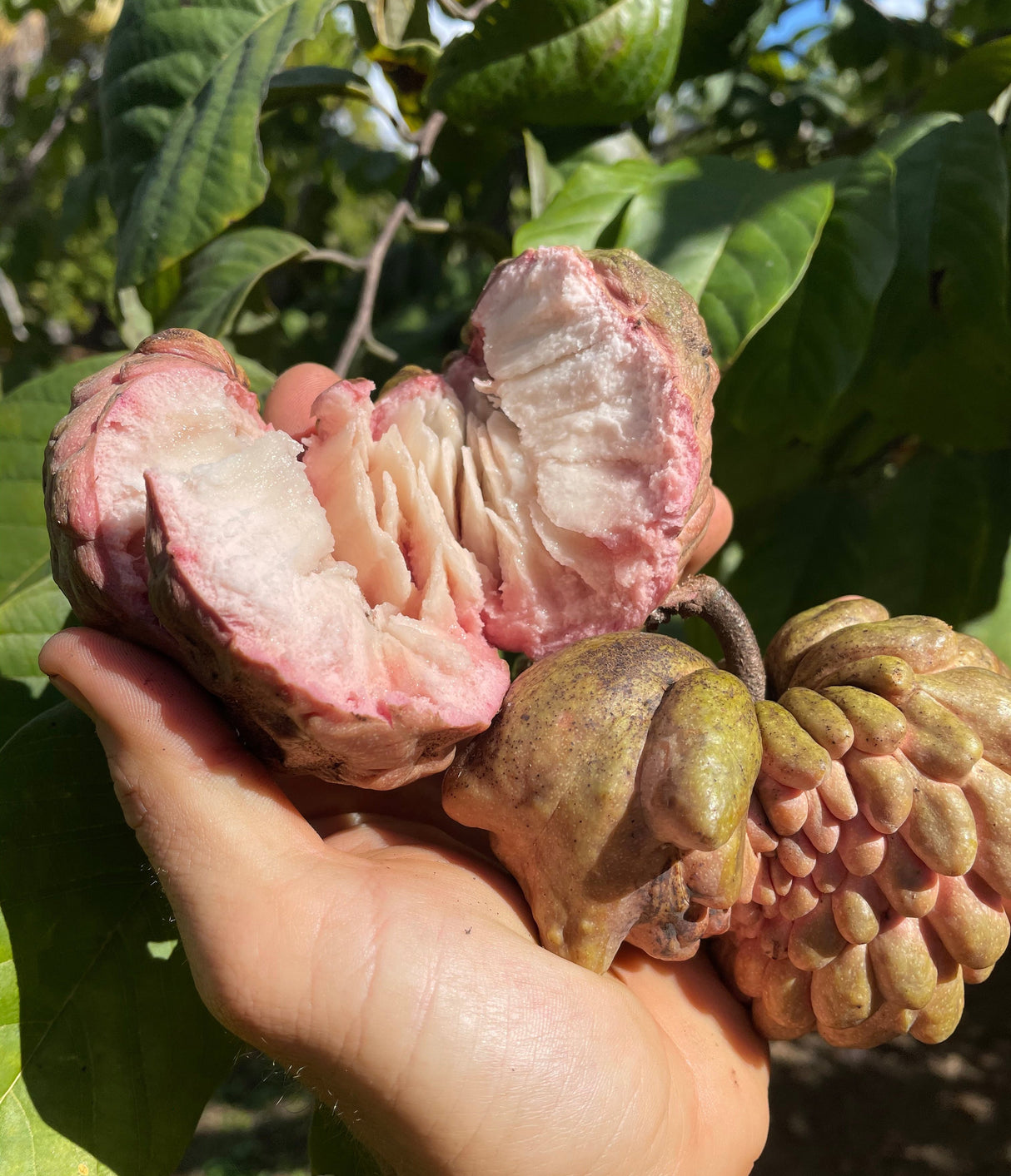 Atemoya Tree 'Lisa'