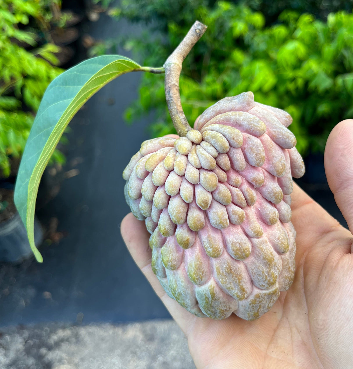 Atemoya Tree 'Lisa'