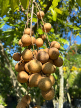 Longan Tree 'Kohala'