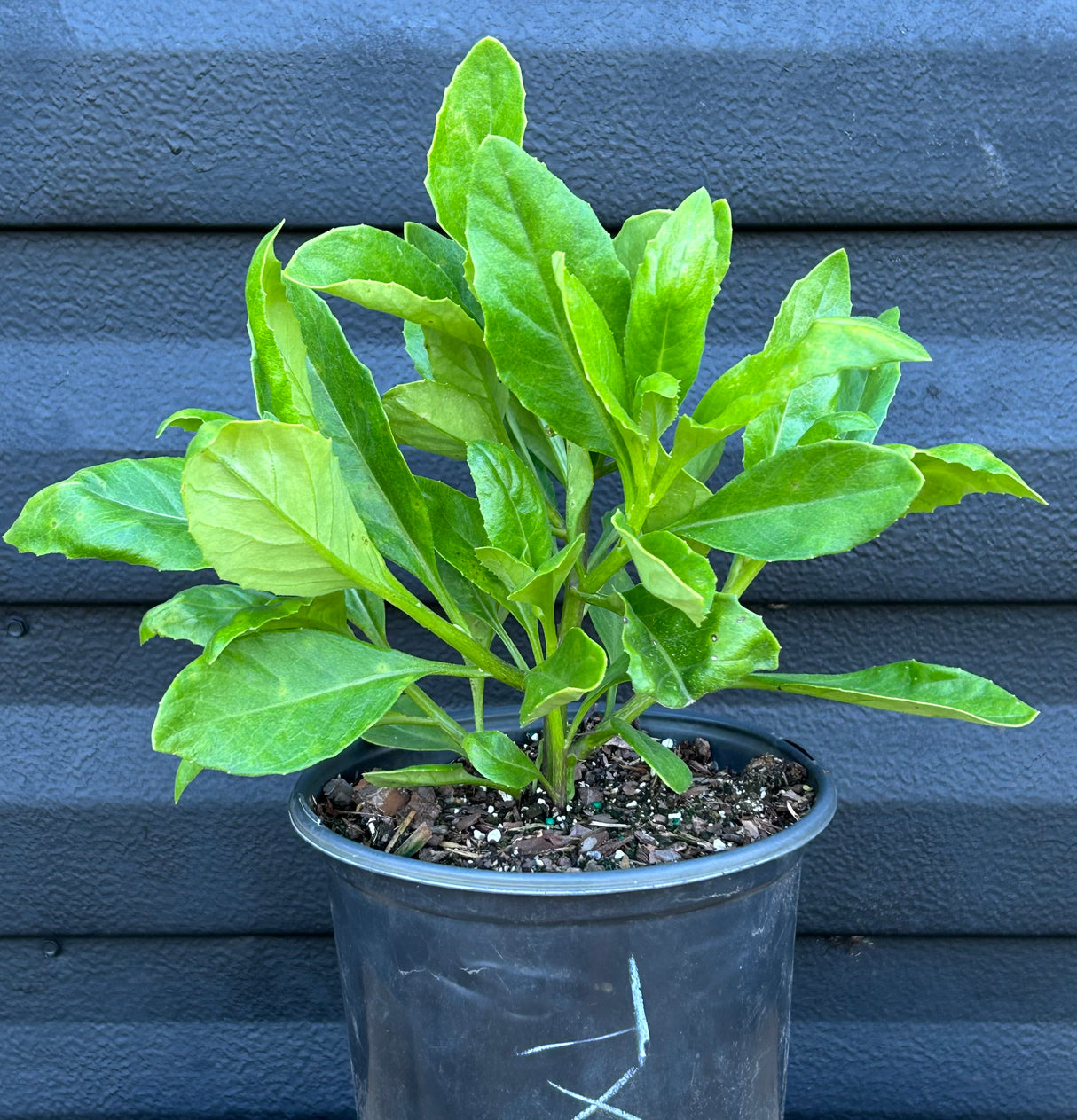 Longevity Spinach Plant
