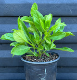 Longevity Spinach Plant