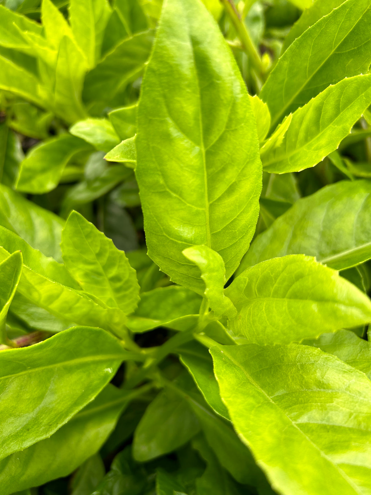 Longevity Spinach Plant