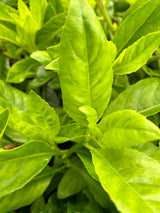 Longevity Spinach Plant