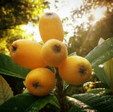 Loquat Tree 'Bradenton'