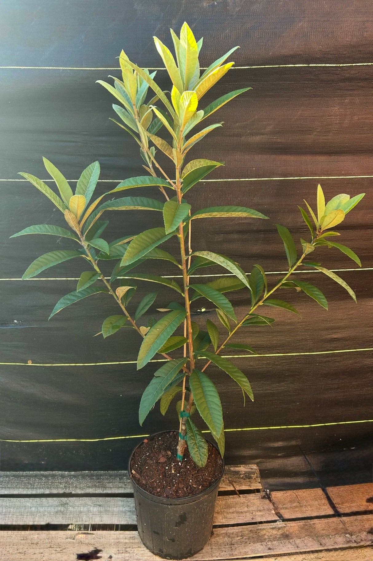 Loquat Tree 'Christmas'