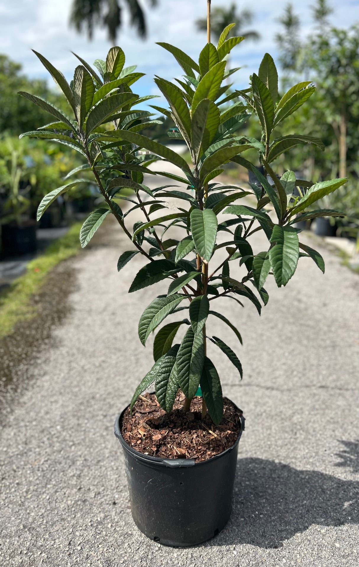Loquat Tree 'Sherry'