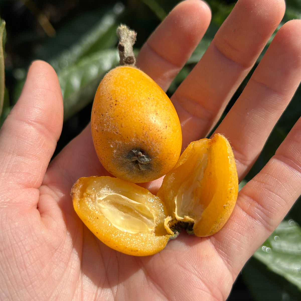Loquat Tree 'Champagne' – Incredible Edible Landscapes