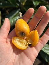 Loquat Tree 'Champagne'